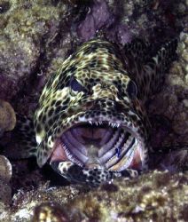 cleaning the teeth , Elphinstone, Redsea by Cenk Ceylanoglu 